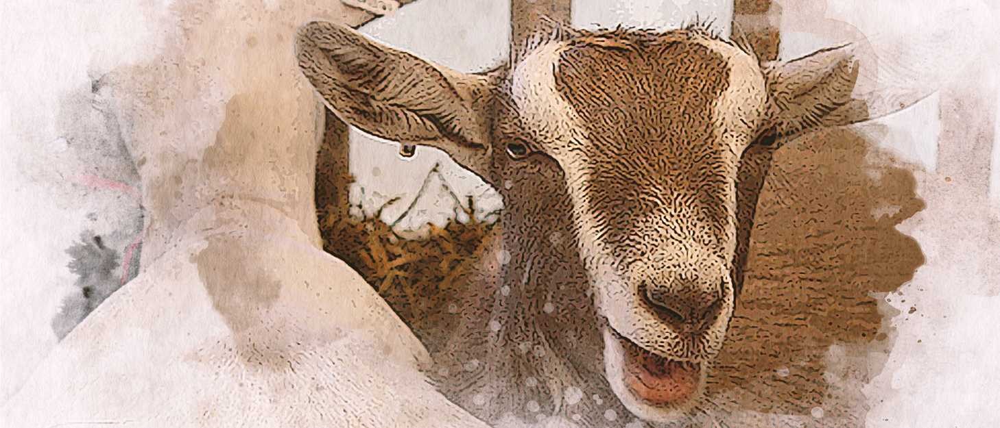 Canlı Süt Keçisi Projesi